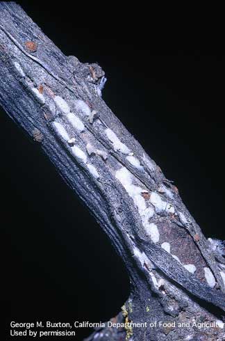 European elm scale, <i>Gossyparia spuria (=Eriococcus spurius),</i> cluster of male puparia on elm.