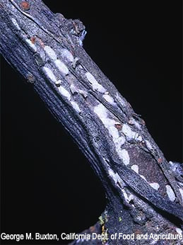 Male puparia of European elm scale.