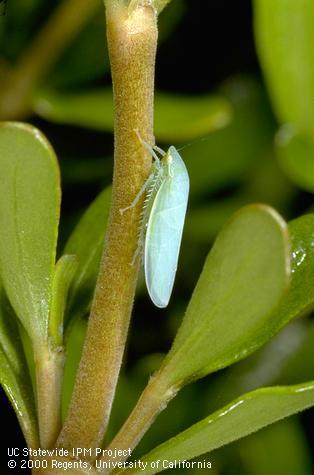 Adult leafhopper.