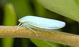 Leafhopper