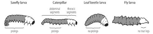 Caterpillars (butterfly and moth larvae) can be distinguished from larvae of beetles, sawflies, and true flies by the number and arrangement of their appendages. Caterpillars and larvae of beetles and sawflies have three pairs of true legs, one pair on each thoracic segment. Larvae of most sawfly species also have leglike protuberances (called prolegs) on six or more of their abdominal segments. Caterpillars have prolegs on some (five or fewer) abdominal segments, and never on their first two abdominal segments. Beetle larvae have true legs but no prolegs. Fly larvae (such as predatory syrphids) have no true legs, but some species have prolegs or fleshy protuberances on their abdomen or on both their abdomen and thorax.