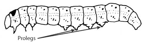 Line art illustration of a caterpillar (moth or butterfly larva) labeling prolegs (fleshy stubs, or leglike appendages) on abdominal segments 3 to 6 and also showing the rear end proleg.