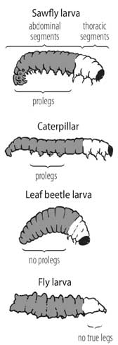 Larvae of caterpillarlike insects that feed openly on foliage can generally be distinguished by the number and location of pairs of prolegs (leglike appendages, or fleshy stubs) on their abdomen. Larvae of leaf-chewing sawflies (wasps, Hymenoptera) have six or more pairs of prolegs. Caterpillars (butterfly and moth larvae, Lepidoptera) have proleg pairs on five or fewer abdominal segments. Beetle (Coleoptera) larvae have true legs but no prolegs. Fly larvae (such as predatory syrphids, Diptera) have no true legs, but some species have prolegs or fleshy protuberances on their abdomen or on both their abdomen and thorax.