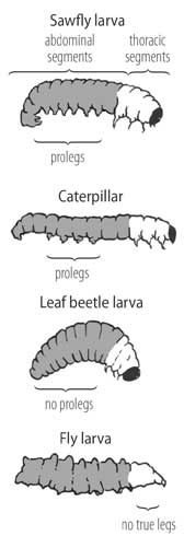 Caterpillarlike larvae of insects found openly on foliage can generally be distinguished by the number and location of prolegs (leglike appendages, or fleshy stubs) on the abdomen and whether true legs are present. Larvae of openly feeding sawflies (wasps, Hymenoptera) have pairs of prolegs on six or more abdominal segments. Caterpillars (butterfly and moth larvae, Lepidoptera) have proleg pairs on five or fewer abdominal segments. Larvae of leaf beetles (Coleoptera: Chrysomelidae) have no prolegs. Larvae of flies (Diptera) lack true legs, as illustrated here by a predatory syrphid, and have fleshy protuberances on their abdomen or on both their abdomen and thorax.