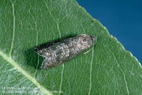 An adult oriental fruit moth, <i>Grapholita molesta</i>.