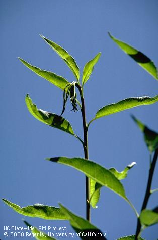 Crop damaged by oriental fruit moth.