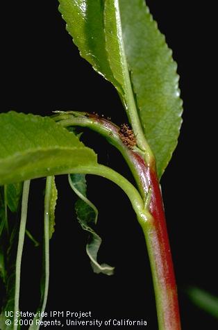 Crop damaged by oriental fruit moth.