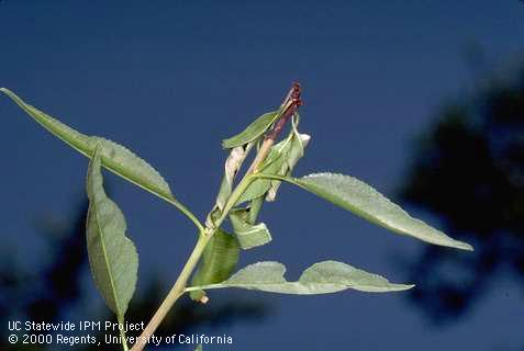 Shoot tip killed by a larva of oriential fruit moth, <i>Grapholita molesta</i>, boring inside (called a shoot strike, or flagging).