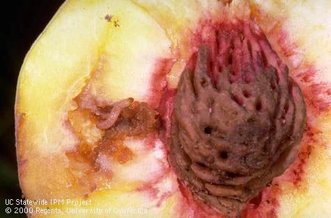 Larva of oriental fruit moth, <i>Grapholita molesta</i> (center left), and its feeding damage exposed in a peach.