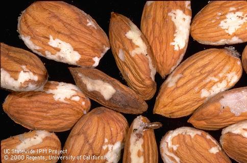 Crop damage by oriental fruit moth.