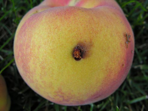 Larvae of oriental fruit moth, <I>Grapholita molesta,</I> enter fruit and bore to the center. Fresh entry holes contain small piles of frass.