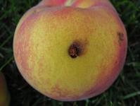 Damage caused by oriental fruit moth