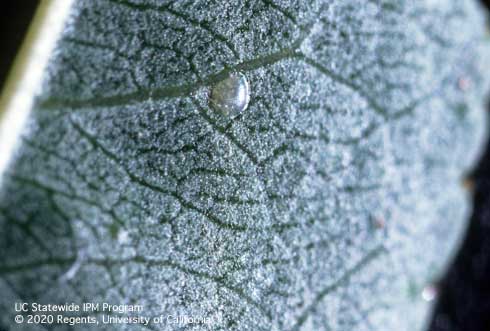 Pale, disklike egg (top center) of oriental fruit moth, <i>Grapholita molesta</i>, on the underside of a leaf.