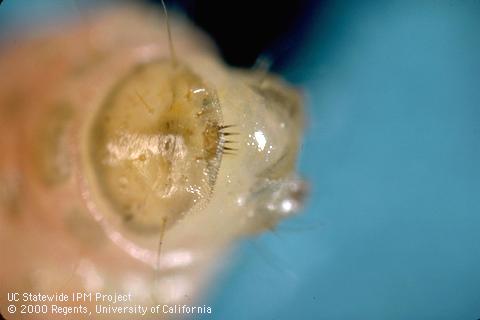 Anal comb on larva of oriental fruit moth.