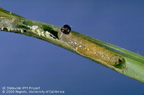 Larva of oriental fruit moth.