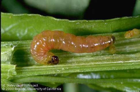 Late instar (larva) of Oriental fruit moth, <i>Grapholita molesta</i>.