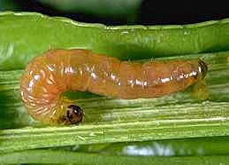 Larva of Oriental fruit moth.