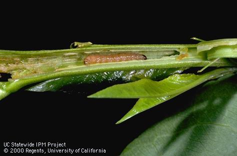 Oriental fruit moth larva inside a damaged shoot tip.