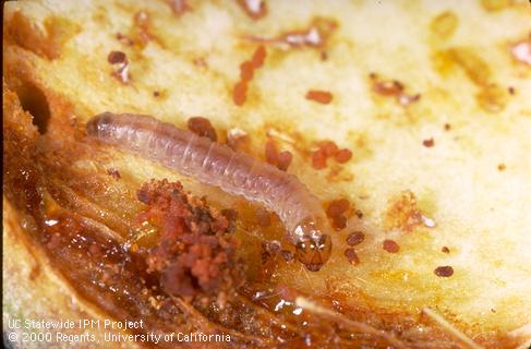 Larva of oriental fruit moth.