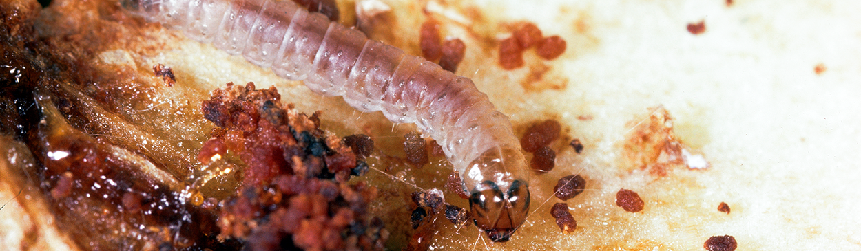 Larva of the oriental fruit moth. 