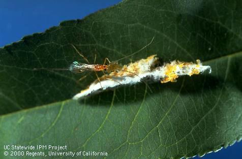 Adult Macrocentrus ancylivorus next to oriental fruit moth cocoon.