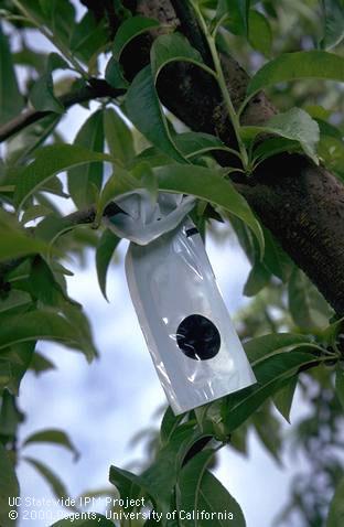 Mating disruption of oriental fruit moth.