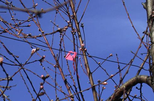 Isomate M-100 pheromone dispenser clipped to a wire.