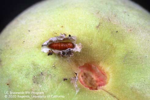 White cocoon silk torn open to reveal brown, oblong pupa of oriental fruit moth, <i>Grapholita molesta</i>. 