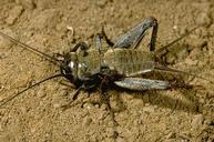 Field cricket nymph.