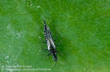 Adult Cuban laurel thrips.