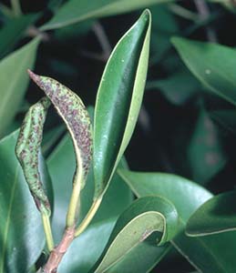 Cuban laurel thrips galling of Indian laurel fig.