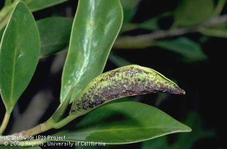 Foliage damage by Cuban laurel thrips.