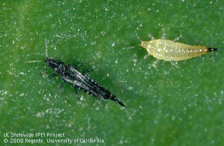 Cuban laurel thrips, <i>Gynaikothrips haemorrhoidalis</i>, adult (left) and nymph.