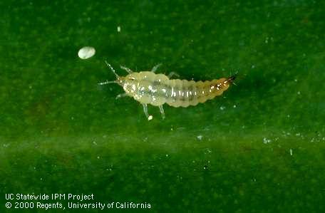 Cuban laurel thrips nymph and egg.