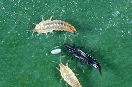 Cuban laurel thrips egg, adult (black), and larvae.