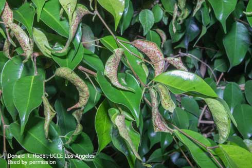 Leaves of weeping fig, <i>Ficus benjamina</i>, galled (rolled) and discolored by feeding of weeping figs thrips, <i>Gynaikothrips uzeli</i>.