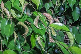 Weeping laurel thrips leaf galling.