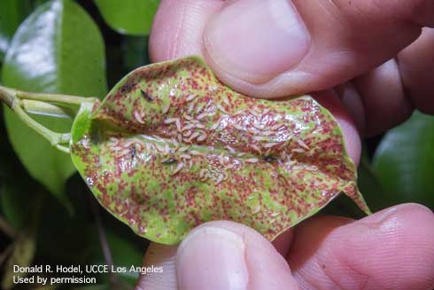 Black adults and pale larvae of weeping figs thrips, <i>Gynaikothrips uzeli</i>, exposed in a galled (rolled) leaf of weeping fig, <i>Ficus benjamina</i>.