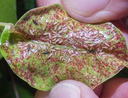 Weeping laurel thrips exposed in a galled leaf.