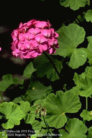 Geranium leaves and pink blossoms.