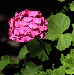 Bright pink flowers of Pelargonium sp.