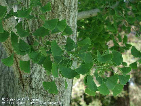 Leaves of autumn gold ginkgo, <I>Ginkgo biloba</I> 'Autumn Gold'.