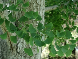 Foliage of Ginkgo