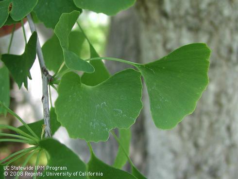 Leaves of autumn gold ginkgo, <I>Ginkgo biloba</I> 'Autumn Gold'.