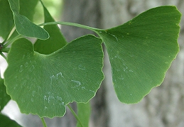 Leaves of Ginkgo