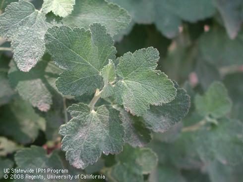 Leaves of chaparral currant, <I>Ribes malvaceum</I>.