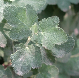 Leaves of chaparral currant