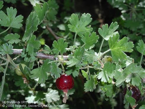 Red berries and leaves of foothill gooseberry, <I>Ribes quercetorum</I>.