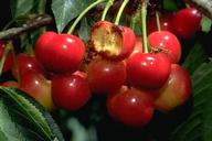 Bird damage to cherry fruit