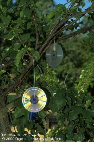 Compact disc used to frighten birds from an apricot tree.